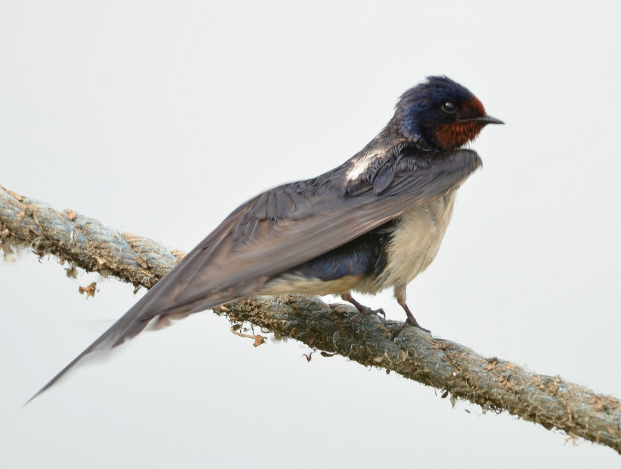 Hirondelle rustique posée sur une branche
